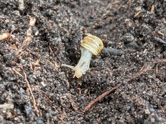 Bothriembryon tasmanicus