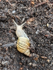 Bothriembryon tasmanicus