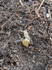 Bothriembryon tasmanicus