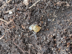 Bothriembryon tasmanicus