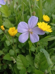Erodium gruinum