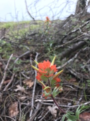 Castilleja hispida hispida
