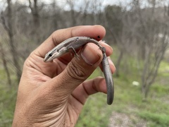 Plestiodon tetragrammus brevilineatus