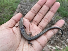 Plestiodon tetragrammus brevilineatus