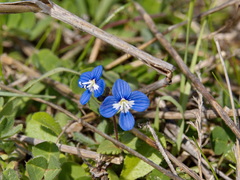 Veronica glauca