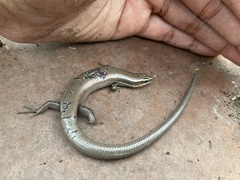Plestiodon tetragrammus brevilineatus