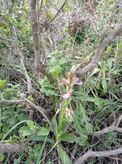 Orchis anatolica