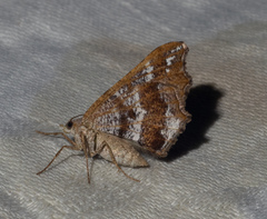 Dissomorphia australiaria