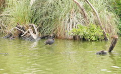 Gallinula tenebrosa tenebrosa