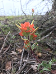 Castilleja hispida hispida