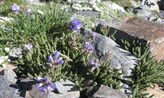 Polemonium viscosum