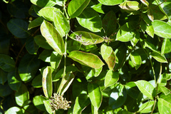 Parsonsia alboflavescens