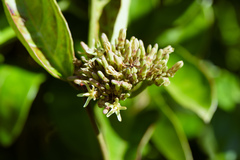 Parsonsia alboflavescens