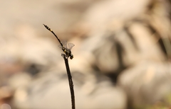 Gomphidia kodaguensis