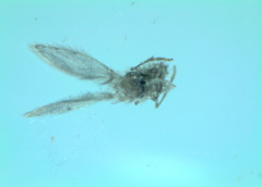 Psychoda alternata