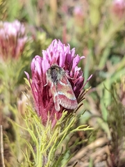 Schinia pulchripennis