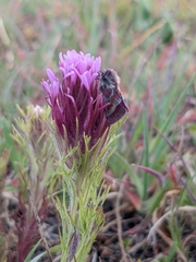 Schinia pulchripennis
