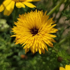 Scorzoneroides laciniata