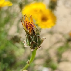 Scorzoneroides laciniata