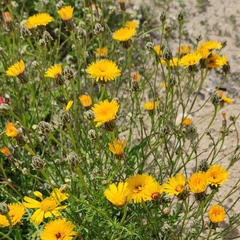 Scorzoneroides laciniata
