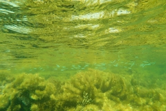 Spratelloides robustus