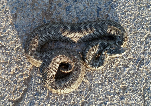 Steppe Viper, Rostov, RU, photo 10 of 10