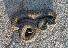 Vipera renardi