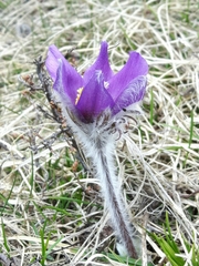 Pulsatilla halleri