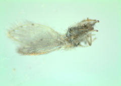 Psychoda alternata