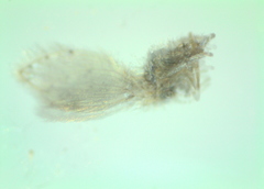 Psychoda alternata