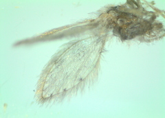 Psychoda alternata