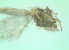 Psychoda alternata