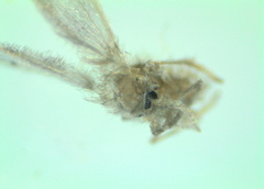 Psychoda alternata