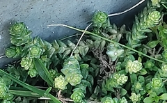 Sedum acre