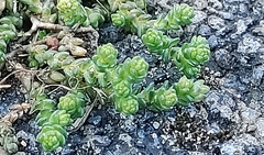 Sedum acre