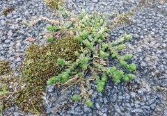 Sedum acre