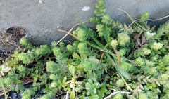 Sedum acre