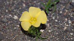 Hibiscus palmatus