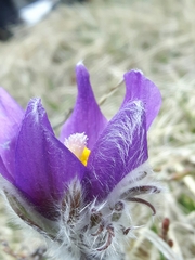Pulsatilla halleri