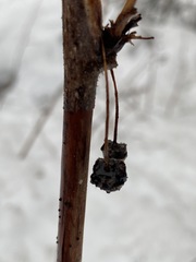 Rubus idaeus strigosus
