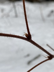 Rubus idaeus strigosus