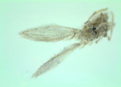 Psychoda alternata