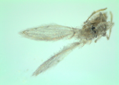 Psychoda alternata
