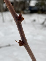 Rubus idaeus strigosus