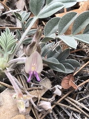 Astragalus calycosus calycosus