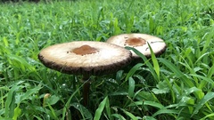 Chlorophyllum molybdites