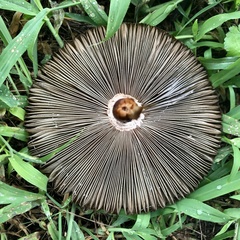 Chlorophyllum molybdites