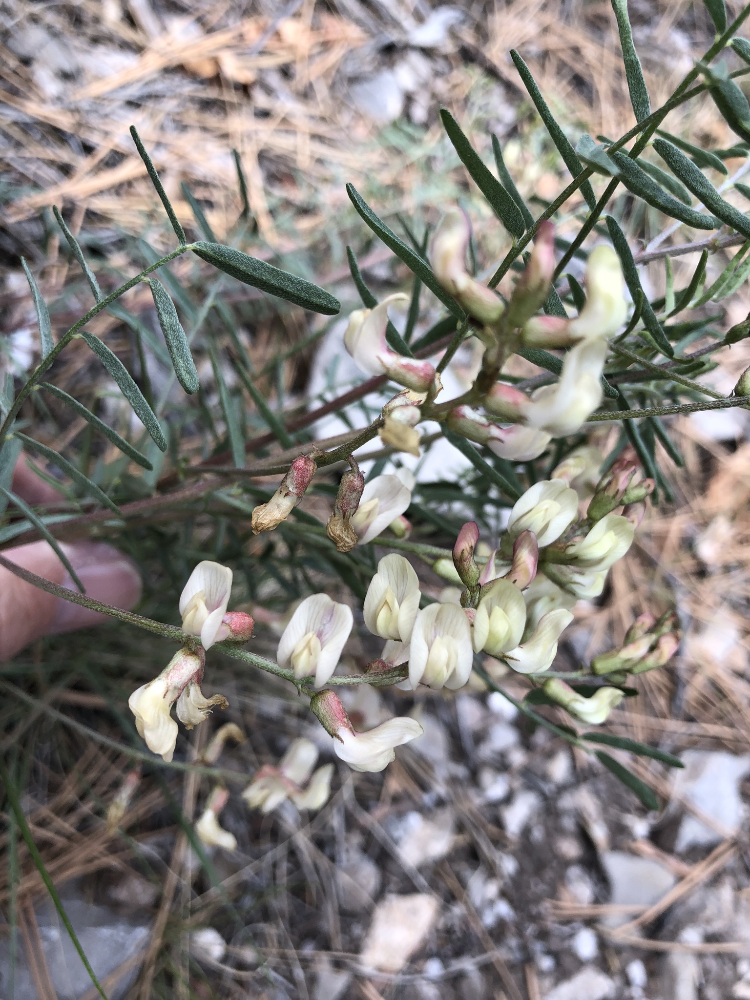 Astragalus aequalis