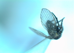 Clogmia albipunctata