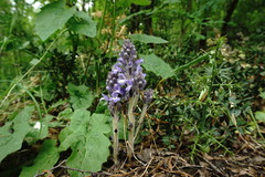 Phelipanche schultzioides